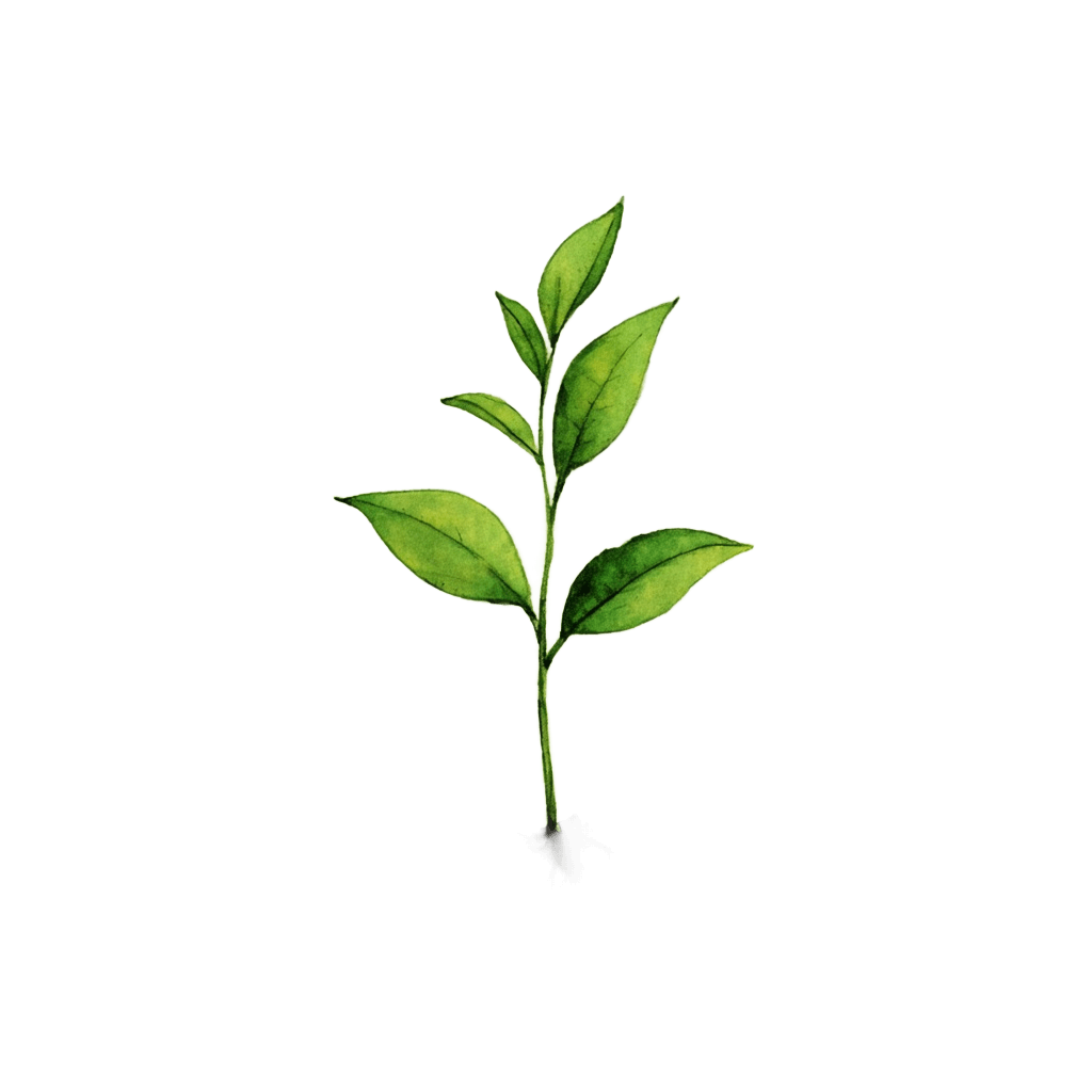 sapling